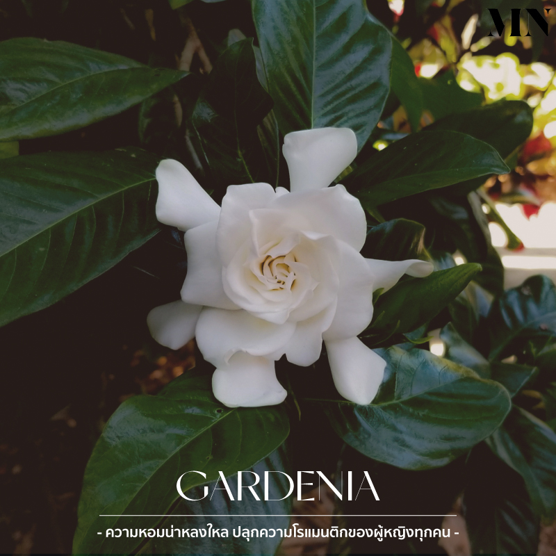 gardenia